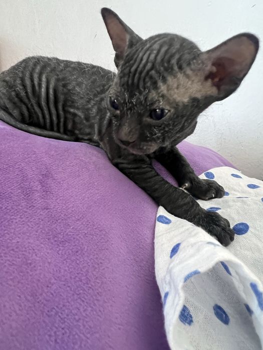 Котята сфинксы в апреле.