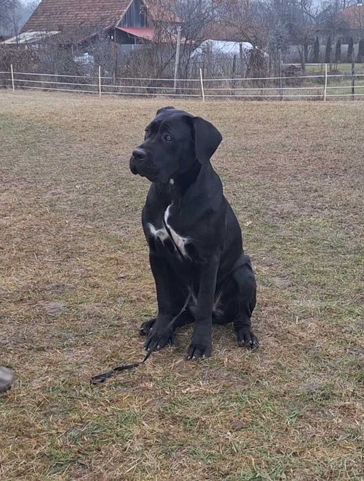 Cane Corso femelă junior, talie mare, pedigree FCI