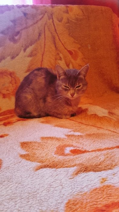 Маленькие котята ищут дом