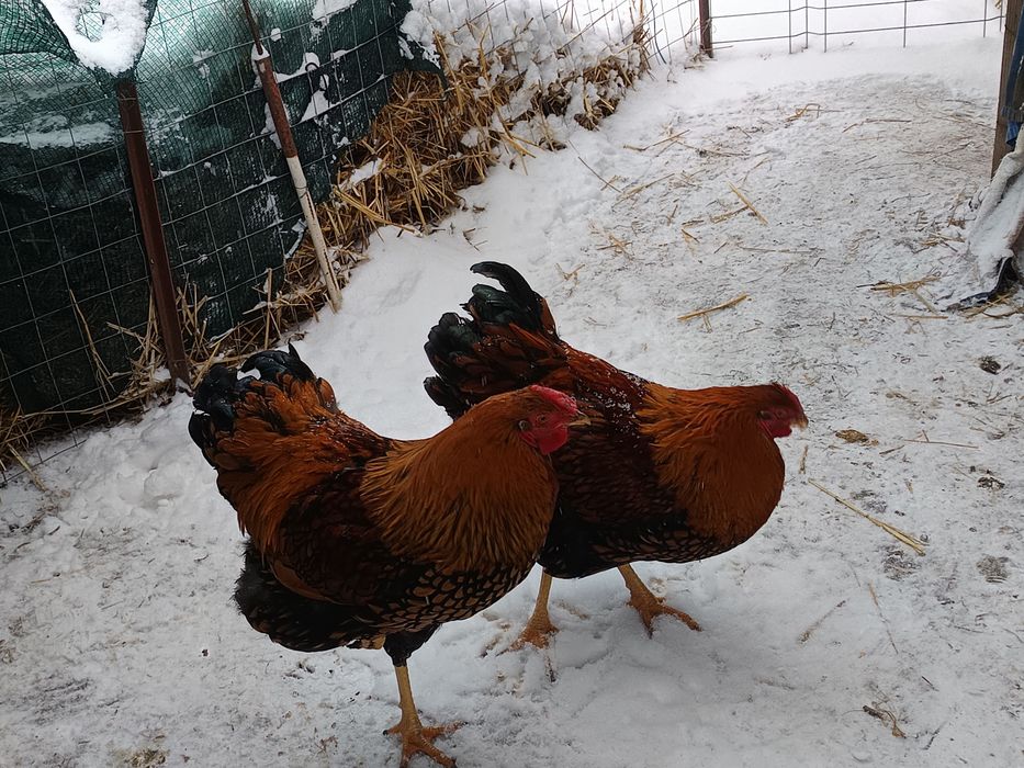 Cocoși  wyandote GSG - 7 luni