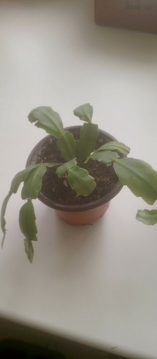 Продам комнатные цветы