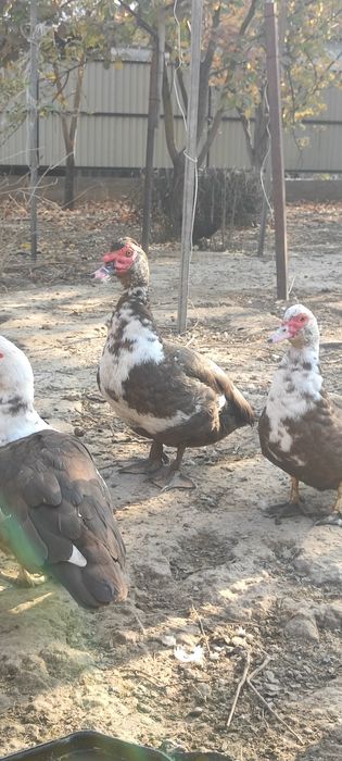 Продам Индоуток селезни