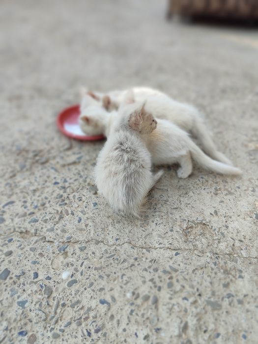 Khao Manee (Khao Plort yoki olmos ko'zli mushuk)