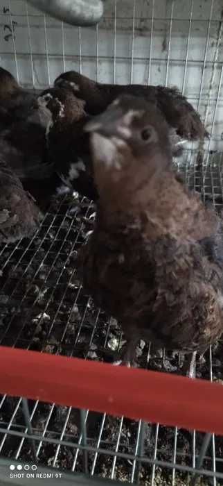 Vand oua de prepelita