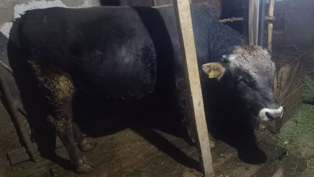 Жылқы, тоқты, бука