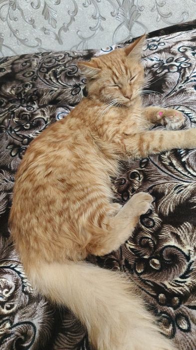 Вязка кошка ищет кота