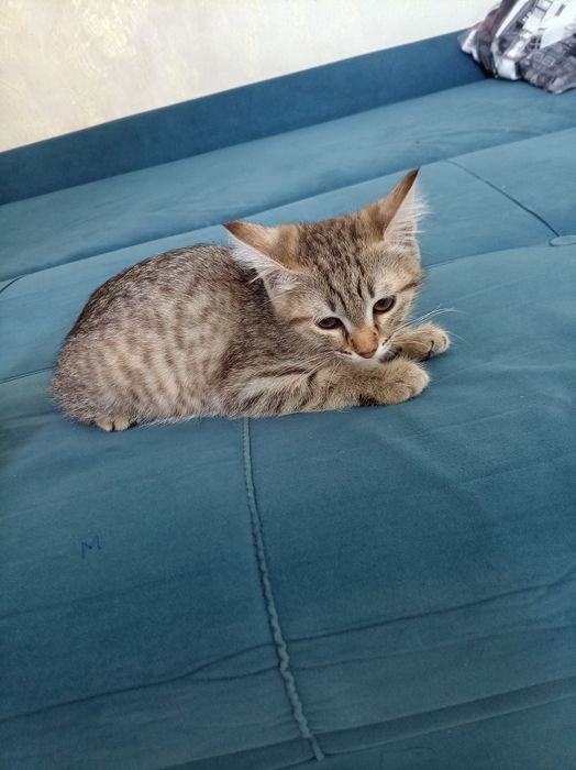 Продам котёнка 2 месяца