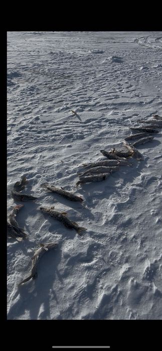 Продам щуку свежего улова