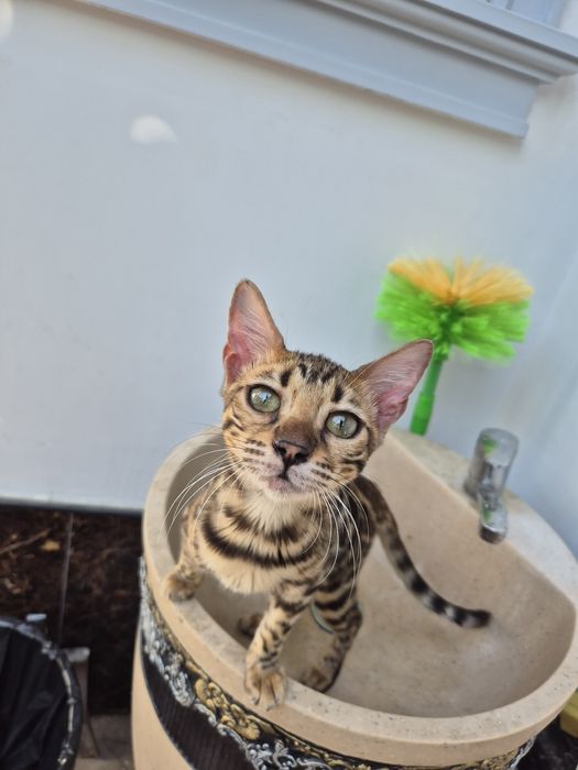 Бенгальская кошка девочка 6 месяца