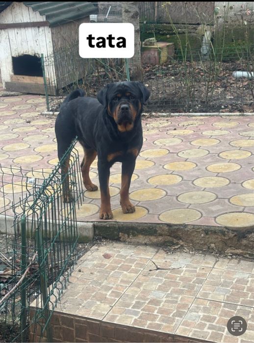 Vand Pui Rottweiler