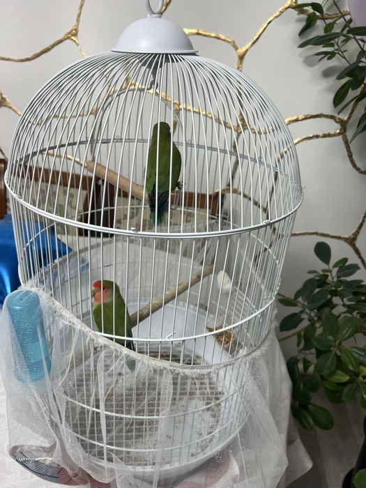 Продам попугаев. Неразлучники.