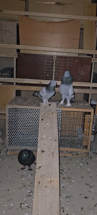 Голуби такла бозы