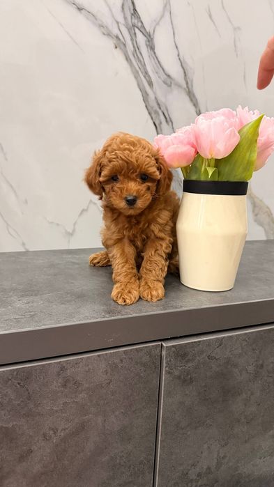 Продаю Пудель Той