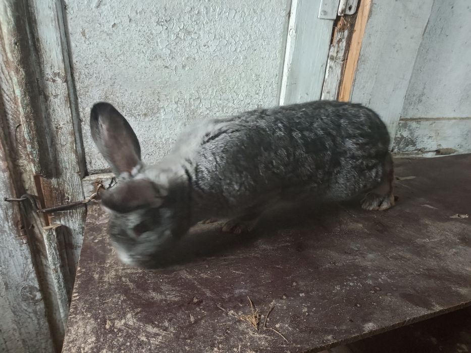 Продам  крольчих