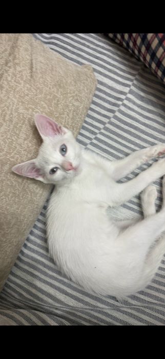 отдам котенка в хорошие руки