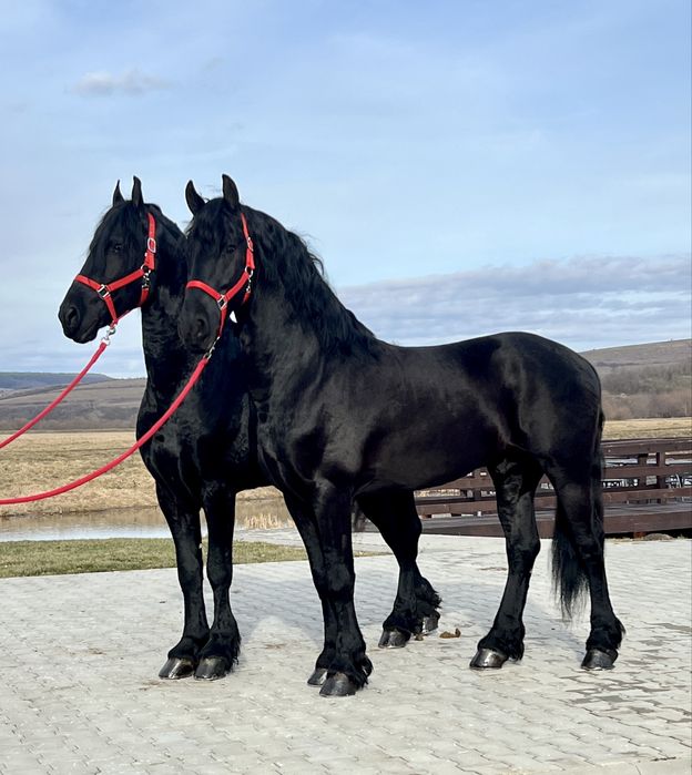 Friesieni Pereche Frizieni Echitatie Calarie