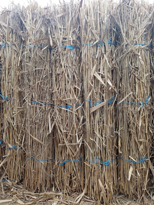 Zabor uchun qamish bor