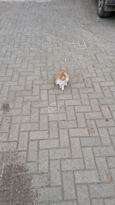 Ищем хозяина для котенка