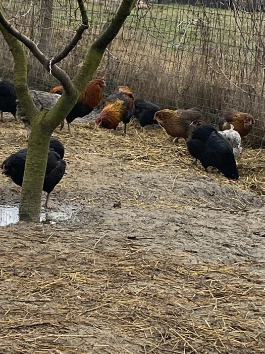 Vând pui de o zi rasa Araucana.