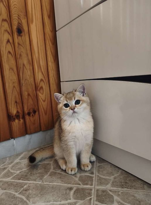 Британски котенца