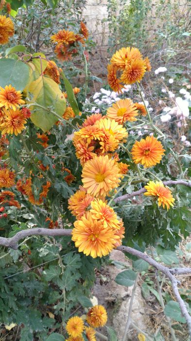 Рассада ромашки крупной