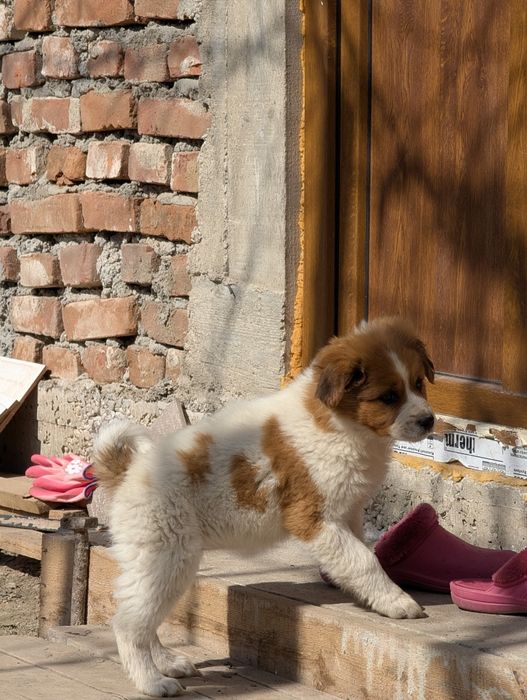 Catelusa + transport