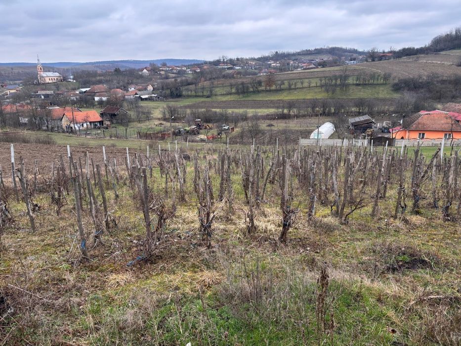 Vand teren intravilan cu VIE