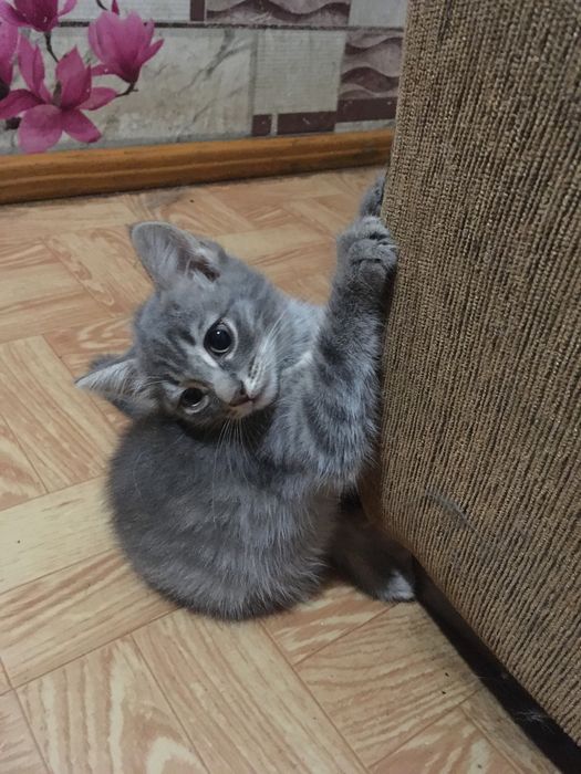 Котята в добрые и любящие руки.