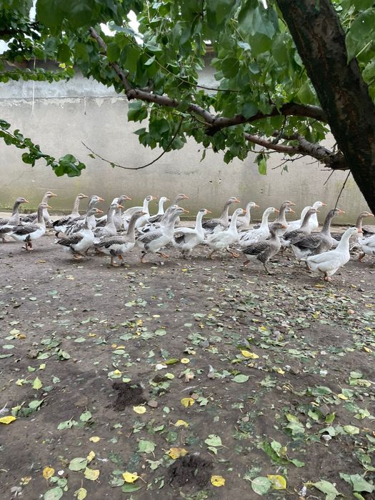 Vand gaste sau schimb cu gaini sau oi