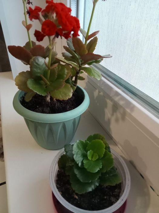 Детка цветка колонхоя