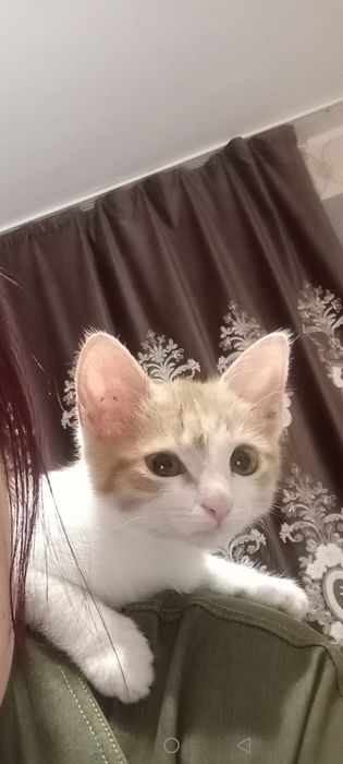 Кошка даром бесплатно