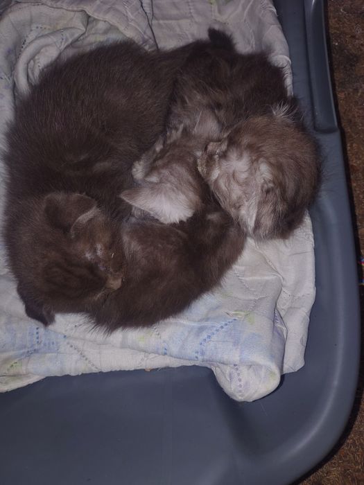 Отдам котят веслоухих