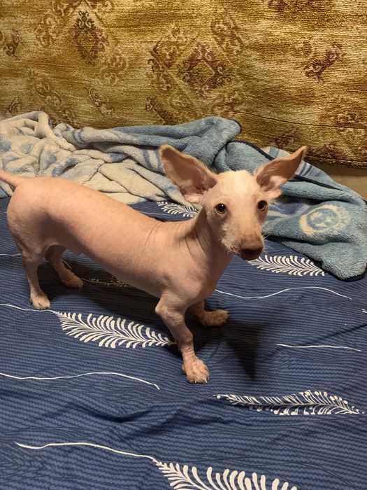 Продается не дорого собачка