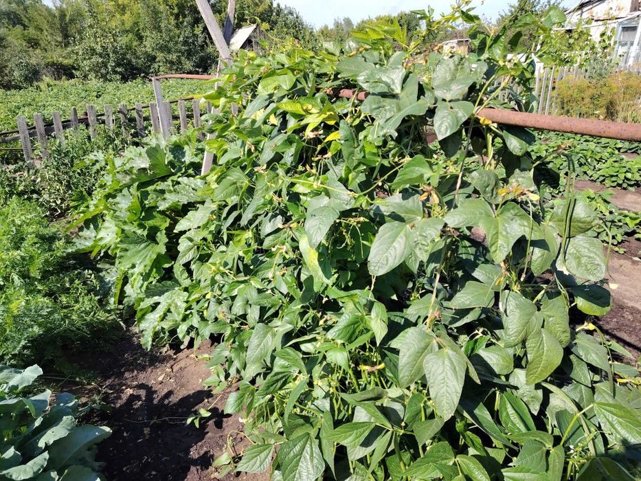 Продам дачу сад "Здоровье"
