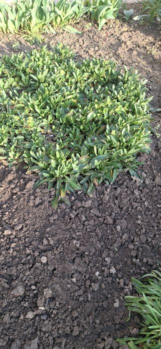 Цветы для вашего сада