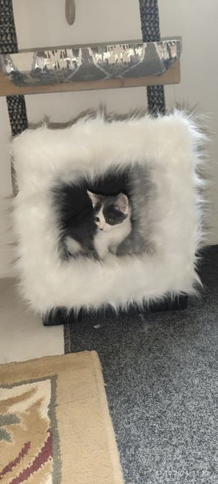 Передержка животных