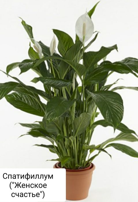 Комнатные цветы. Спатифиллум. Антуриум.