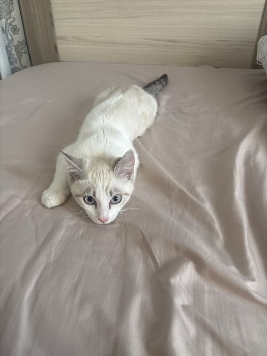 отдам котенка добрые руки