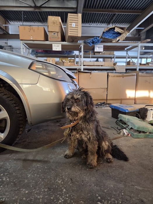 Этой очаровашке нужен дом!