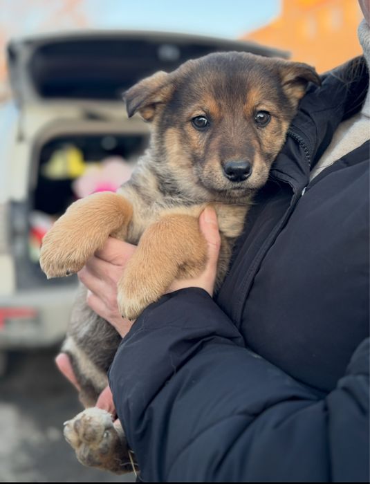 Щенки девочки срочно ищут дом!