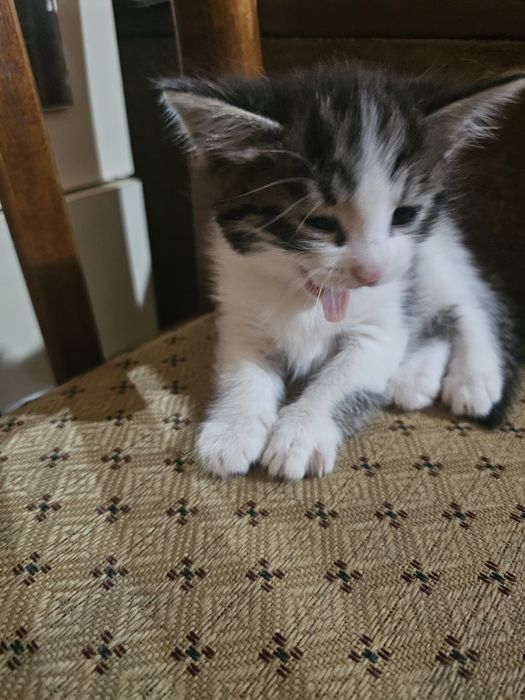 Отдам котят, возраст 6 недель