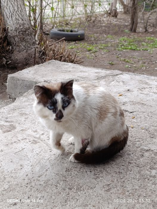 Отдам кошку в добрые руки