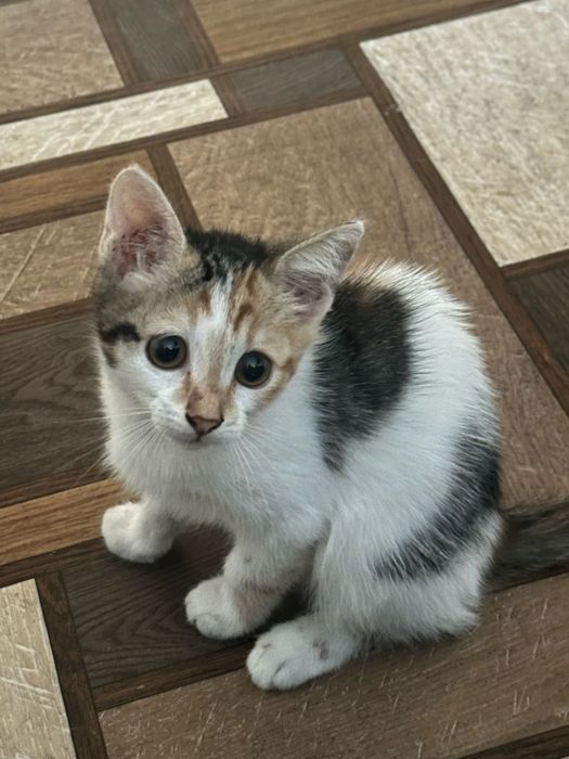 Котята ищет дом