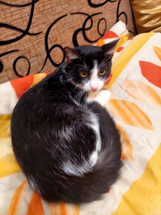 Ghem de blana alb cu negru pentru adoptie