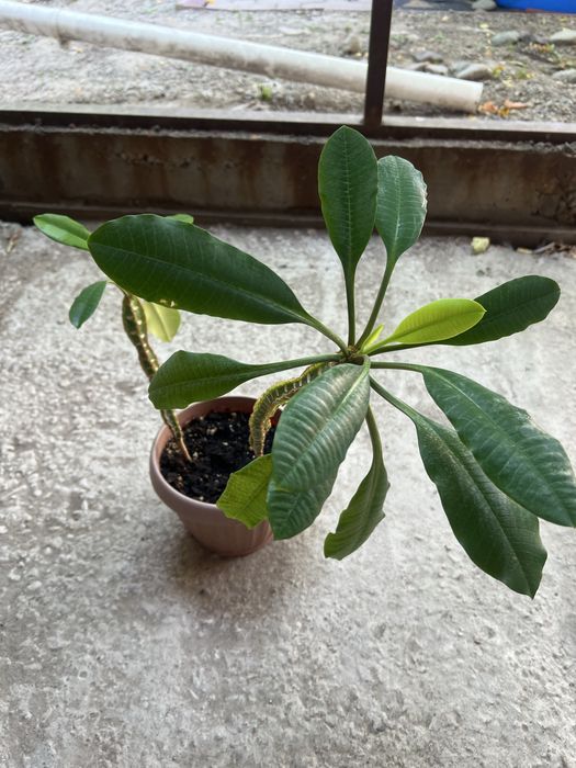 Комнатные цветы для дома