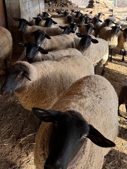 Oi suffolk origine Irlanda