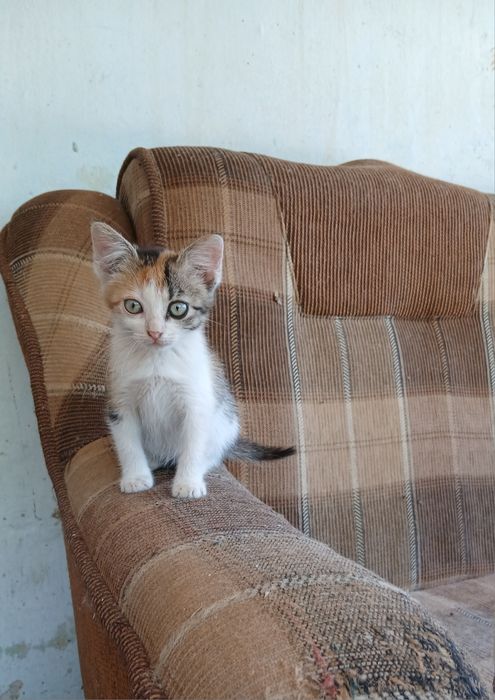 Pisicuțe pentru adopție.