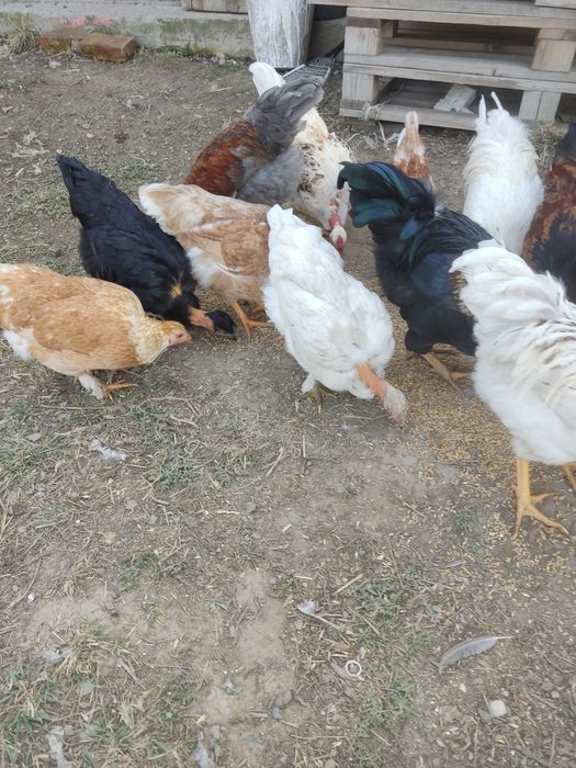 Продам гусей курей