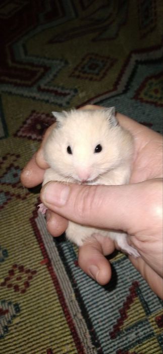 Хомячки мать и детишки