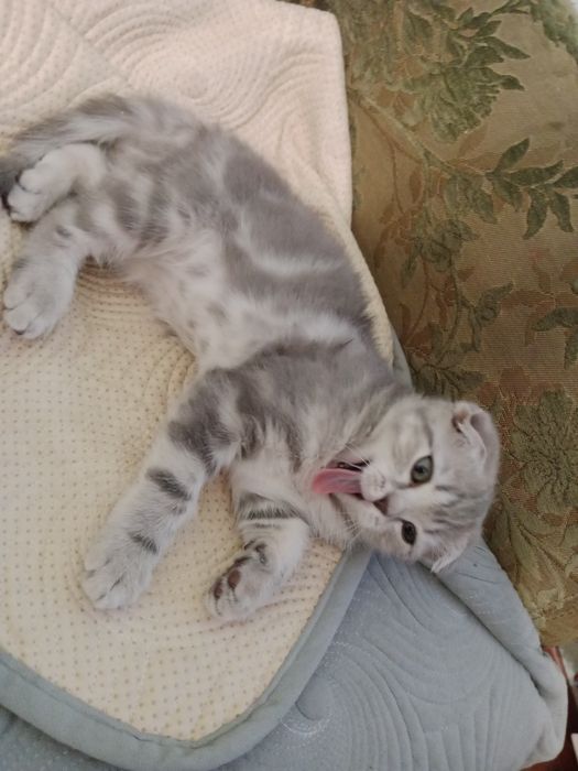 Котёнок шатлански